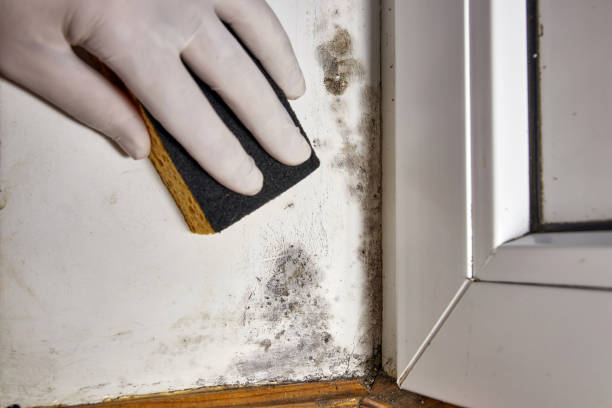 Best Basement Mold Removal  in Box Elder, SD